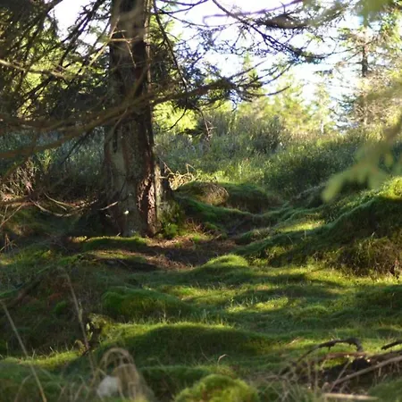 Flat In The Harz Near The Area *